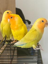 Inseparabili