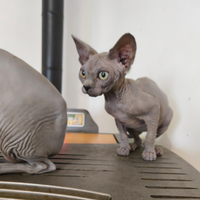 Sphynx gatto nudo