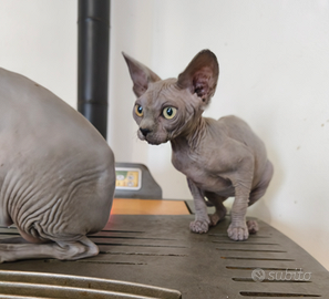 Sphynx gatto nudo