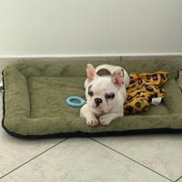 Bulldog francese adozione