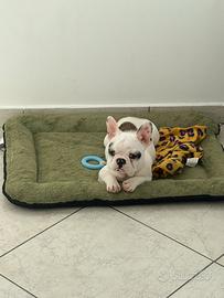 Bulldog francese adozione
