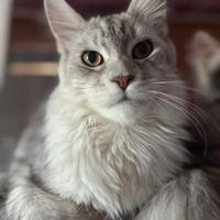 Gatto Maine coon