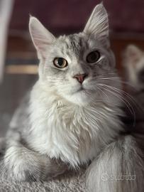 Gatto Maine coon