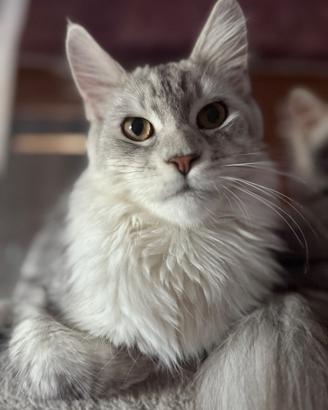 Gatto Maine coon