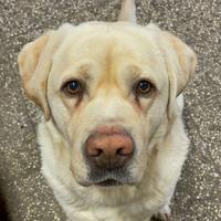 Labrador per accoppiamento