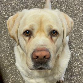 Labrador per accoppiamento