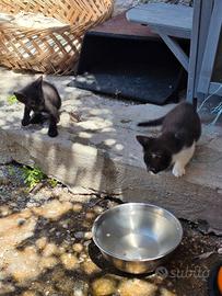 4 Gattini in adozione