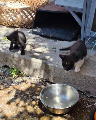 4 Gattini in adozione