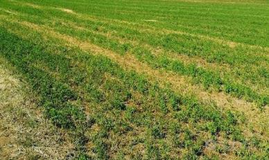 Terreno agricolo