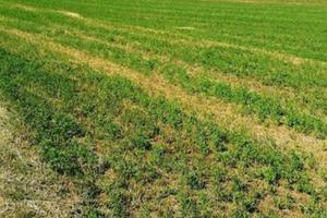 Terreno agricolo