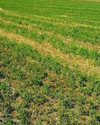 Terreno agricolo