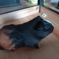 Cavia o porcellino d'india