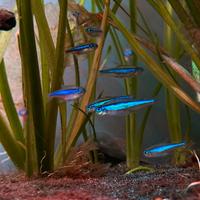 Pesci vari acquario da dismettere