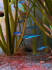 Pesci vari acquario da dismettere