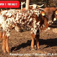 Vitelli Texas Longhorn