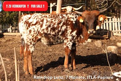 Vitelli Texas Longhorn