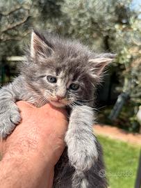 Maine coon xxl pedigree alta genealogia