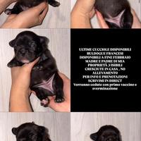 Buldogue francesi
