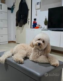 Barboncino nano per monta