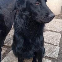 Halo simil flat coated retriver 10 mesi