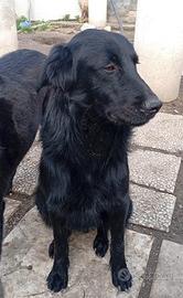 Halo simil flat coated retriver 10 mesi