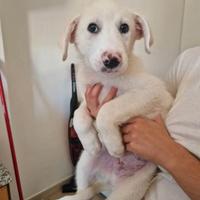 Enea: cucciolo 3 mesi e 1/2 tenerissimo