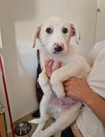 Enea: cucciolo 3 mesi e 1/2 tenerissimo