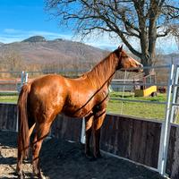 Puledro qh horse