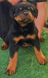 Cuccioli di rottweiler