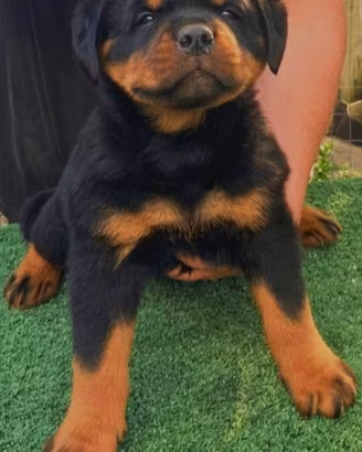 Cuccioli di rottweiler