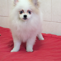 Volpino della Pomerania