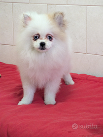 Volpino della Pomerania