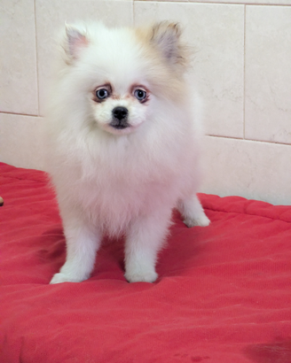 Volpino della Pomerania