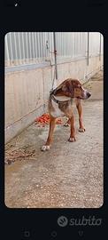 Cirneco