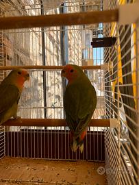 inseparabili 