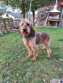 Segugio italiano pelo forte