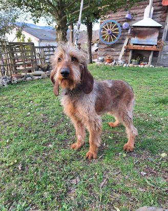 Segugio italiano pelo forte