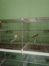 Uccelli