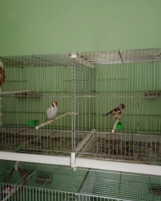 Uccelli