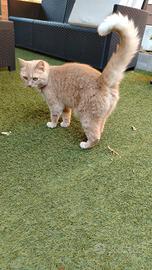 Gatta incrocio europeo persiano