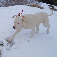 Dogo Argentino / 10 Mesi / Addestrato