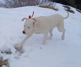Dogo Argentino / 10 Mesi / Addestrato