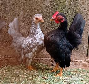 Coppia serama malese