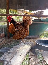 Galletti dorati Sebright