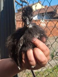 Pulcini Moroseta