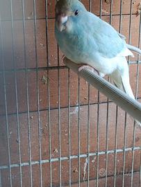 Kakariki
