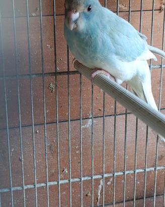 Kakariki