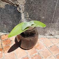 Pianta Panda - Tradescantia sillamontana 