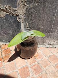 Pianta Panda - Tradescantia sillamontana 