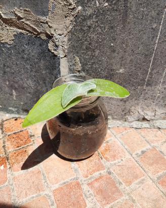 Pianta Panda - Tradescantia sillamontana 